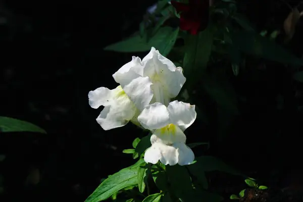 Foto Belas Flores Coloridas — Fotografia de Stock