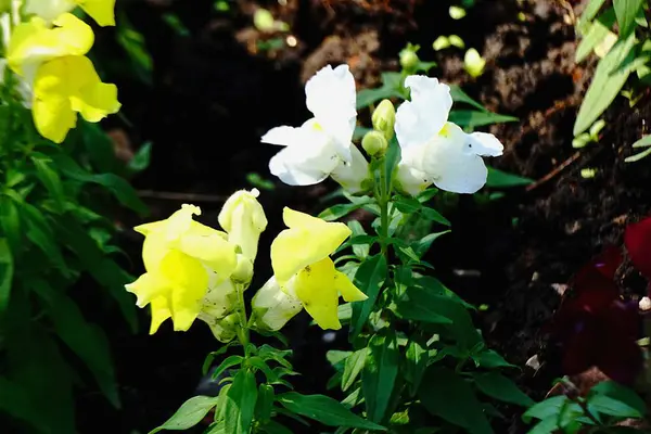 Zdjęcie Pięknych Kolorowych Kwiatów — Zdjęcie stockowe