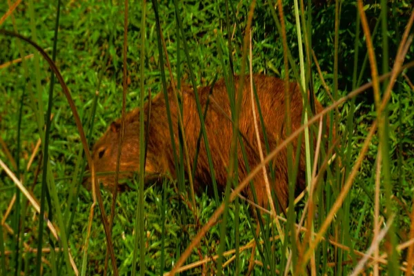 Beautiful Capybara Native Brazil Feeds Grass — Stock Photo, Image