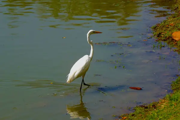 Fotó Gyönyörű Fehér Egret — Stock Fotó
