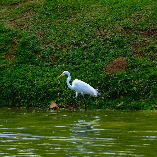 Fotó Gyönyörű Fehér Egret — Stock Fotó