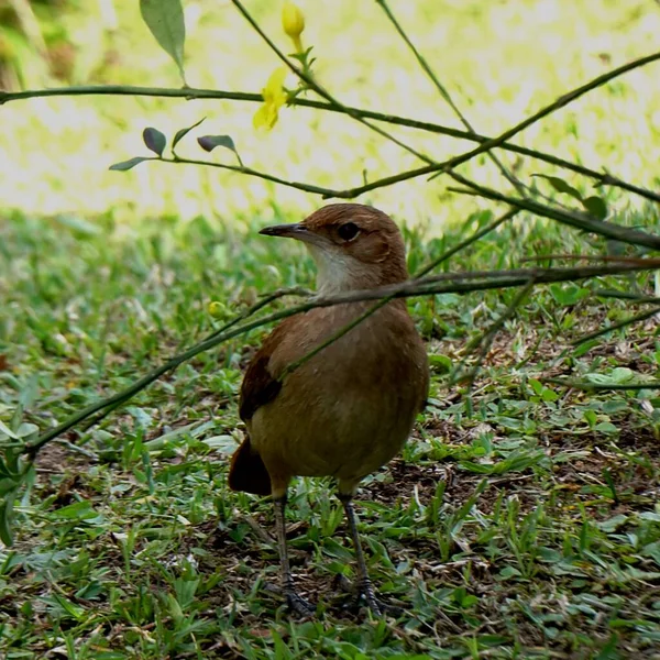 Beautiful Photo Bird Furnarius Rufus Native Brazil — стоковое фото
