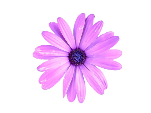 Color Púrpura Flor Margarita Africana Aislada Sobre Fondo Blanco Macro —  Fotos de Stock