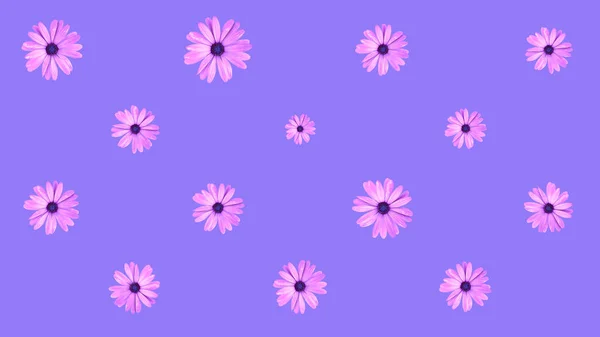 紫色の背景にピンクのアフリカのデイジーな花の花柄 フラットレイピンクデイジーの花のトップビュー — ストック写真