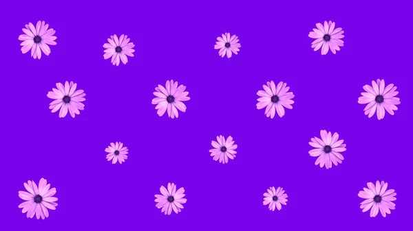 Цветочный Узор Розовых Африканских Цветов Маргаритки Фиолетовом Фоне Вид Сверху — стоковое фото