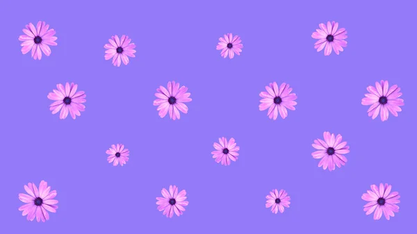 Florales Muster Aus Rosafarbenen Afrikanischen Gänseblümchen Auf Violettem Hintergrund Draufsicht — Stockfoto