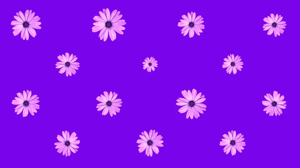 Floral pattern of pink African daisy flowers on purple background. Top view of flat lay pink daisy flowers.