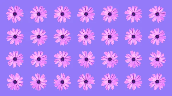 紫色背景的粉红色非洲菊花的花纹 平铺粉红菊花的顶视图 — 图库照片