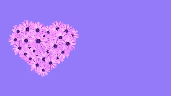 Hjärtat Form Gjord Rosa Pràstkragar Blommor Isolerade Lila Bakgrund Med — Stockfoto