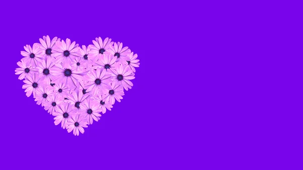 Hjärtat Form Gjord Rosa Pràstkragar Blommor Isolerade Lila Bakgrund Med — Stockfoto