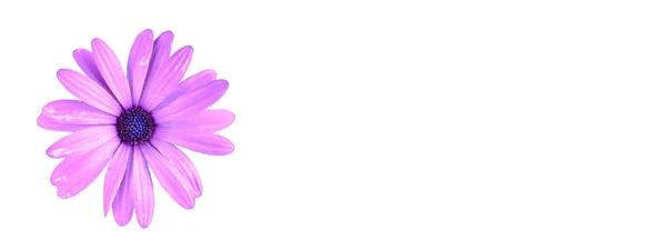 紫色のアフリカのデイジーの花は白い背景のヘッダーの設計で隔離されました フラットレイピンクデイジーの花のトップビューウェブバナー — ストック写真