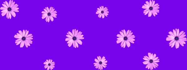Floral pattern of pink African daisy flowers on purple background header or banner design. Top view of flat lay pink daisy flowers.
