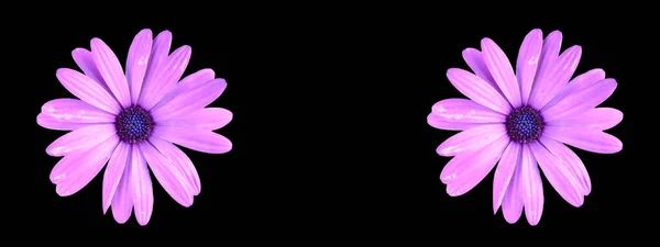 Color Púrpura Flores Margarita Africana Aisladas Diseño Cabecera Fondo Negro —  Fotos de Stock
