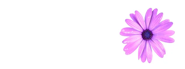 紫色菊花隔离在白色背景与复制空间头饰设计 网上横幅用扁平的粉红色菊花顶视图 — 图库照片