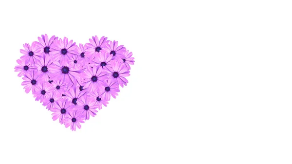 Hjärta Rosa Tusensköna Blommor Isolerad Vit Bakgrund Med Kopieringsutrymme Ett — Stockfoto