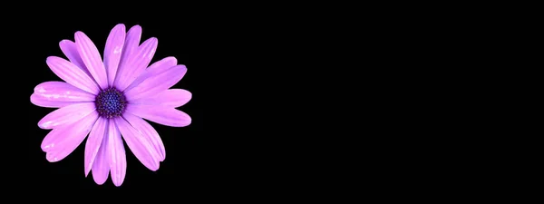 Color Púrpura Flor Margarita Africana Aislada Diseño Cabecera Fondo Negro —  Fotos de Stock