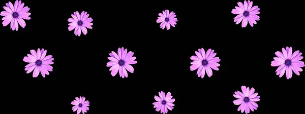 Floral pattern of pink African daisy flowers on black background header or banner design. Top view of flat lay pink daisy flowers.