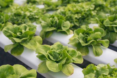Taze organik hidroponik sebze tarlasını kapatın yeşil salata hidroponik tarım çiftliği oluşturun. Yeşil organik tarım çiftliğinde yeşil meşe salatası. Salata çiftliği sebze yeşil meşe marulu.