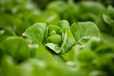 Salad farm vegetable green oak lettuce. Close up fresh organic hydroponic vegetable plantation produce green salad hydroponic cultivate farm. Green oak lettuce salad in green Organic plantation Farm