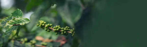 Banner Green coffee bean berry plant fresh raw seed coffee tree growth in eco organic farm. Panorama Green seed berries harvest arabica coffee garden. Fresh coffee bean green leaf bush ecology berry plant with copy space