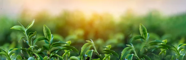 Banner Green Tea Tree Leaves Camellia Sinensis Organic Farm Sunlight — Fotografia de Stock