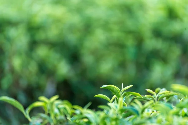 Close up Fresh Tree Green tea plantations mountain green nature in herbal farm plant background morning. Tea tree leaves field young tender bud herbal Green tea tree in camellia sinensis organic farm