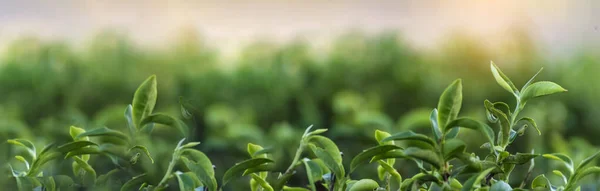 Banner Green Tea Tree Leaves Field Young Tender Bud Herbal — Stock Photo, Image