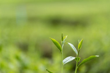 Kamelya Sinensis organik çiftliğinde yeşil çay ağacı yaprağı bitkisi. Ağaç çay tarlalarını kapatın sabah yeşil doğa arka planı. Taze taze tomurcuk bitkisel yeşil çay ağacı çiftlikte