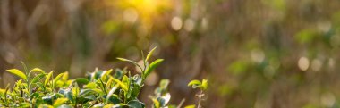 Banner Green çay ağacı kamelya sinensis organik çiftlik güneş ışığı bırakır. Panorama Taze taze taze tomurcuk bitkisel çiftlik sabah. Banner Sunlight Green çay ağacı bitkisi. Kopyalama alanı olan Geniş Yeşil Çay Ağacı