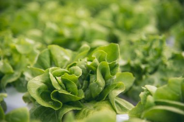 Salad farm vegetable green oak lettuce. Close up fresh organic hydroponic vegetable plantation produce green salad hydroponic cultivate farm. Green oak lettuce salad in green Organic plantation Farm