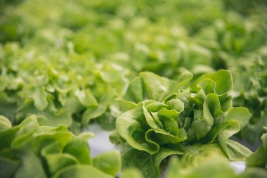 Salad farm vegetable green oak lettuce. Close up fresh organic hydroponic vegetable plantation produce green salad hydroponic cultivate farm. Green oak lettuce salad in green Organic plantation Farm