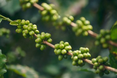 Yeşil tohumlu böğürtlen hasadı Arabika kahve bahçesini kapatın. Yeşil kahve çekirdeği tohumu ekimi taze çiğ kahve ağacı eko organik çiftliğinde yetişiyor. Taze kahve fasülyesi yeşil yaprak çalısı ekoloji böğürtlen