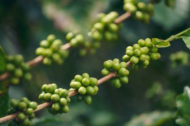 Yeşil kahve çekirdeği tohumu ekimi taze çiğ kahve ağacı eko organik çiftliğinde yetişiyor. Yeşil tohumlu böğürtlen hasadı Arabika kahve bahçesini kapatın. Taze kahve fasülyesi yeşil yaprak çalısı ekoloji böğürtlen