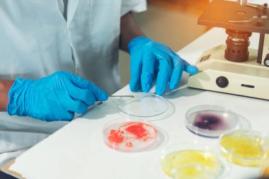 Close up Scientist man hands look at Glass Petri Dish use Microscope research in science laboratory. Crop biochemistry scientist hands using fungi Glass Petri Dish in laboratory chemistry medical lab