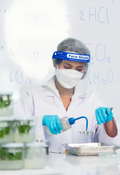 Vertical Biochemistry asian Scientist women working plants tissue culture in biotechnology science lab. Vertical Biotech Laboratory asian woman look at Glass Petri Dish, plants tissue culture plate
