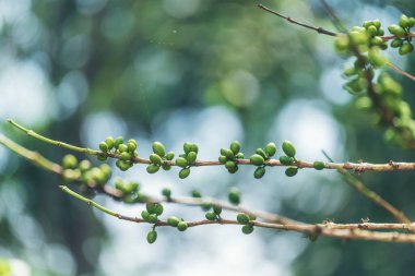Taze çiğ kahve, yeşil yaprak, ekoloji, çilek. Yeşil kahve çekirdeği tohumu, taze çiğ kahve ağacı, eko-organik çiftlik. Yeşil tohumlu böğürtlen hasadı, Arabika kahve bahçesi.