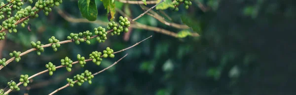 Banner Green coffee bean berry plant fresh raw seed coffee tree growth in eco organic farm. Panorama Green seed berries harvest arabica coffee garden. Fresh coffee bean green leaf bush ecology berry plant with copy space