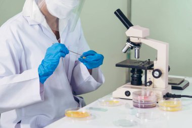 Close up Scientist woman hands look at Glass Petri Dish use Microscope research in science laboratory. Crop women hands biochemistry scientist using fungi Glass Petri Dish in laboratory chemistry lab