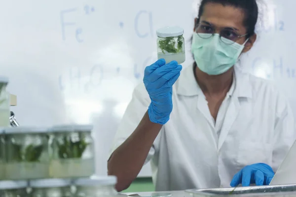 Biochemistry asian Scientist men working plants tissue culture biotechnology in science lab. Biotech Laboratory asian man look at Glass Petri Dish, plants tissue culture jar. Biosynthesis processing
