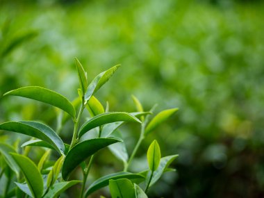 Kamelya Sinensis organik çiftliğinde yeşil çay ağacı yaprağı bitkisi. Ağaç çay tarlalarını kapatın sabah yeşil doğa arka planı. Taze taze tomurcuk bitkisel yeşil çay ağacı çiftlikte