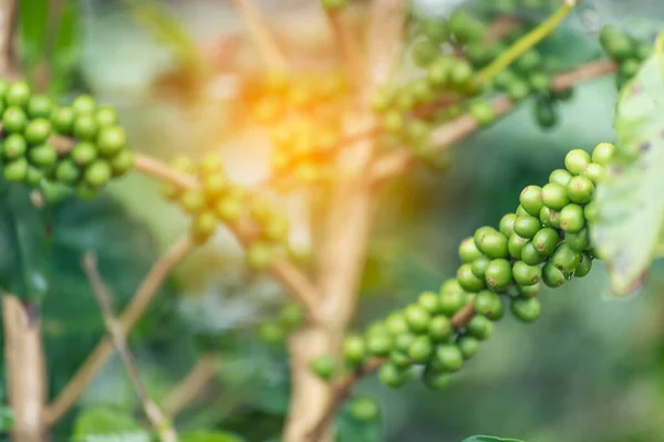 Green coffee bean berry plant with sunlight. Fresh raw seed coffee tree growth in eco organic farm morning time. Close up Green seed berries arabica coffee garden. Fresh coffee bean green leaf plant