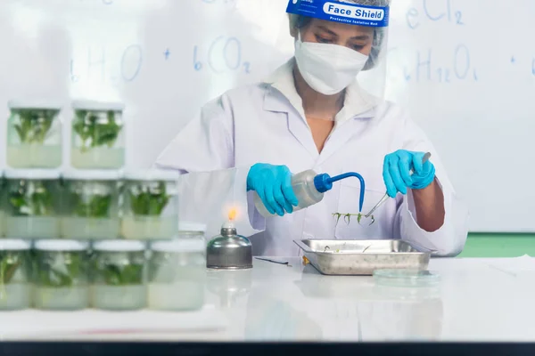 Biochemistry asian Scientist women working plants tissue culture biotechnology in science lab. Biotech Laboratory asian woman look at Glass Petri Dish, plants tissue culture jar. Biosynthesis process