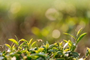 Yeşil çay ağacı organik tarım günışığında kamelya sinensis yaprakları bırakır. Yaz sabahı taze taze taze tomurcuk çiftliği. Güneş ışığı yeşil çay ağacı bitkisi. Ağaç çayını kapatın Sabah yeşil doğa
