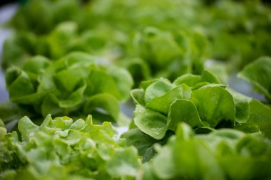 Salad farm vegetable green oak lettuce. Close up fresh organic hydroponic vegetable plantation produce green salad hydroponic cultivate farm. Green oak lettuce salad in green Organic plantation Farm