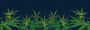 Banner Green weed Marijuana tree cannabis plant narcotic herbal in CBC greenhouse. Panorama Hemp leaf made cannabis crude oil medicine farm. CBC, THC herb agriculture Weed leaf Drug with copy space