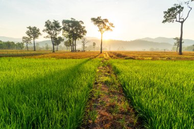 Pirinç tarlası yeşil tarımı çok güzel bir manzara. Ekosistem pirinç tarlası Vietnam yeşil çiftlik doğal deresi. Tropikal gün doğumunda altın yeşili pirinç terasları. Sürdürülebilirlik manzarası