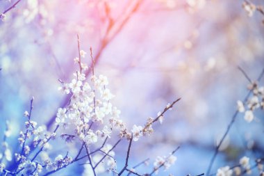 Purple Pastel flower floral soft nature blossom blurred background. Vintage retro romance plum botanical bloom spring season. Blurry Cherry blossom petals plant in beautiful garden. Backdrop template