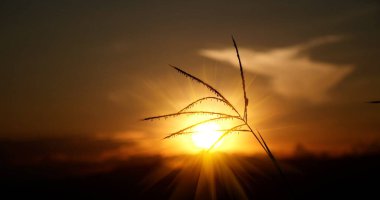 Çimen tarlası gün batımı. Güneşin altında çimlerle kaplı güzel bir manzara. Kırsal alan cenneti. Güneş ışığı doğarken çimen çayırı. Gün batımı şafak manzarası canlı yatay manzara