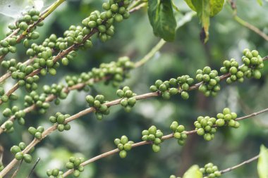 Taze çiğ kahve, yeşil yaprak, ekoloji, çilek. Yeşil kahve çekirdeği tohumu, taze çiğ kahve ağacı, eko-organik çiftlik. Yeşil tohumlu böğürtlen hasadı, Arabika kahve bahçesi.