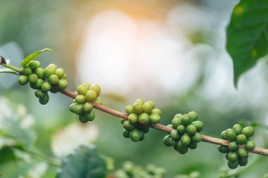 Güneş ışığıyla yeşil kahve çekirdekli bitki. Sabah eko organik çiftlikte taze çiğ kahve ağacı yetişiyor. Yeşil tohumlu Arabika kahve bahçesini kapatın. Taze kahve yeşil yaprak bitkisi.